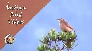 The Long Billed Pipit (Anthus similis) - Indian Bird Videos