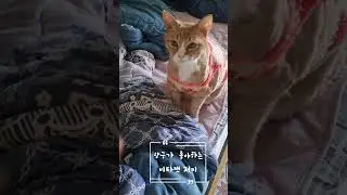 Growling Cat #cat #affection #foodlover #cuteanimals #cute #pethealing #healing