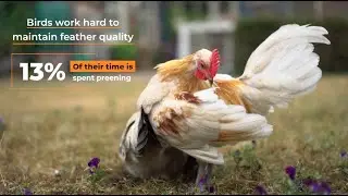 Chicken Behavior Explained: Preening