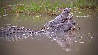 Crocodiles Mating
