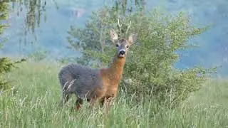 L' abbaio del capriolo maschio
