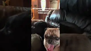 There Was No Room Left (Living With Too Many Dogs)
