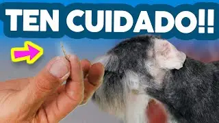 QUITA LOS PELOS del OIDO de TU PERRO o le PASARÁ ESTO... 🚑