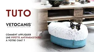 Comment appliquer une pipette antiparasitaire &agrave; votre chat ?