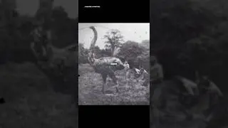 Prehistoric extinctions caused by humans