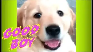 WHO DOESN'T LOVE DOGS COMPILATION 4. ULTIMATE, FUNNY, AWESOME, CUTE, CLUMSY VIDEOS