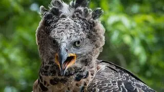The Crowned Eagle: Africa's Most Dangerous Bird?
