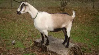 Alpine Dairy Goats | High Milk Volume Long Lactation