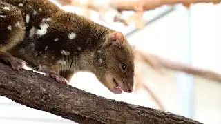 Crunchy the spotted-tail quoll celebrates his birthday