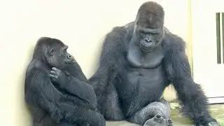 Серебряная спина проводит счастливое время с самкой гориллы｜Shabani Group