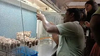 PLANT TISSUE CULTURE|MICROPROPAGATION|College Of Agriculture, OUAT, Bhubaneswar|#inoculation#College