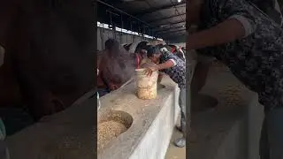 Shepherd serving grain to cows in buckets #shepherd #grain #cow #reelsvideo #fypreels
