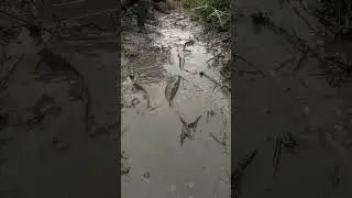 New fishing techniques for small rivers&nbsp;I BD Academy #fishing