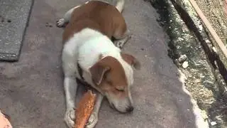 Pityko e o seu pastel