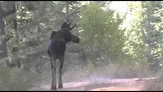 NE Oregon Moose 2015