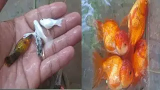 Great Catching Fish, Frog, Turtle, Crab, Eel At Night #catchingfish #animals