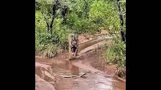 Tiger in Trouble After Snake Bite! 🐅⚡ #shorts #viralshort