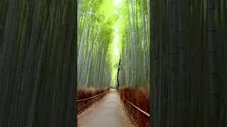 Nature Walk in Kyoto&rsquo;s Bamboo Forest #Shorts #Japan