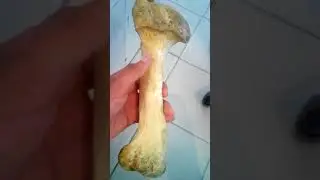 Humerus Of Ox