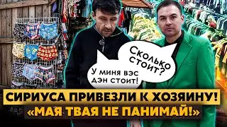 Шегельме! Сириуса КУПИЛИ ЧУЧМЕКИ! Он ПРОДАЕТ ТРУСЫ! Кирюха НЕ понял ХОЗЯИНА.Случился странный КОНФУЗ