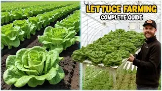 Lettuce Farming - Complete Guide
