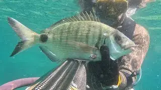 PESCA SUB SARDEGNA Agosto 2025.....Saragone preistorico e altro