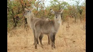 Exploring the Kruger National Park