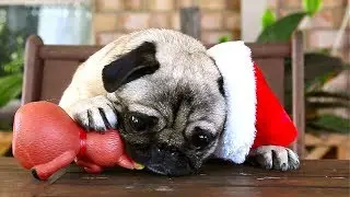 Christmas Pugs