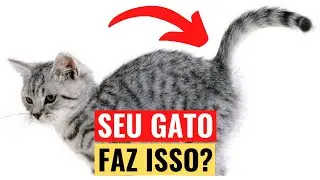 É POR ISSO Que Seu Gato Levanta a Bunda Quando Você Faz Carinho!