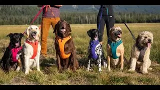 Top 3 Best Dog Harnesses Reviews