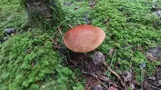 Vegetable garden update, Foraging wild edibles - VLOG #15