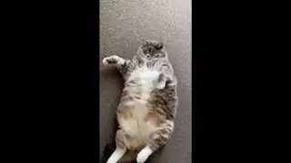 Cat Sleeping on Its Back on the Carpet Looks at Camera and Stretches