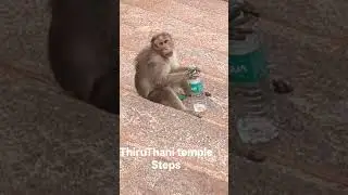 thiruthani temple steps monkey #funny