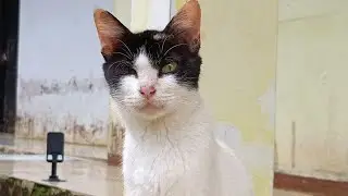 She is a stray cat, She is a domestic cat, She is also a cute cat.