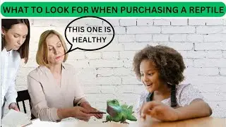 CHOOSING A HEALTHY REPTILE. (what to look for)