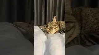 Sleep, sleep, my dear baby 😘 #cat #puppy #cats