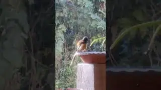 Bird bath and bird fight!  Feathers fly in a territorial showdown! 🪶#roufustreepie