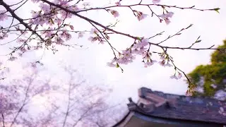 Morning Blossom