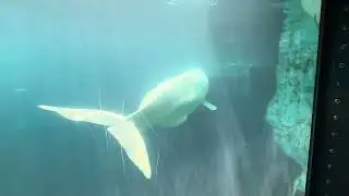 SeaWorld San Diego Beluga Encounter, Underwater scenery through the window glass