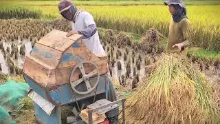Traditional Rice Threshing by Hand in Rural Village #RuralAgriculture #TraditionalFarming