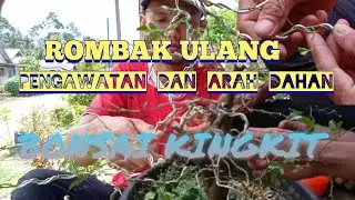PEMBENTUKAN DAHAN DAN RANTING JERUK KINGKIT