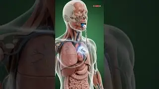 Что происходит с вашим организмом при приеме Рисека? | Побочные эффекты и риски