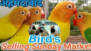 ahemdabad Sunday market/Sunday market ahemdabad/ravivaree bird's selling Sunday market/revarfant...