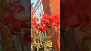 #adenium #adeniumworld #youtubeshorts #shortsfeed #dharan #