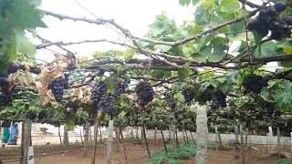 Thekkady, Kumily Grape farm