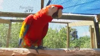 The Bird Gardens of Naples