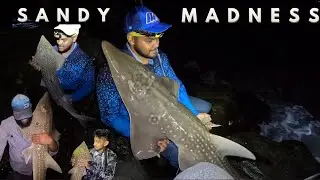 SCREAMING REELS! The Sandies are SMASHING in Durban! | Giant Guitarfish Fishing