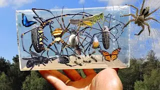 TOP Spider Hunt in Arpund House!! Catching Giant Golden Spider, Poisonous Spider & Wild Insects