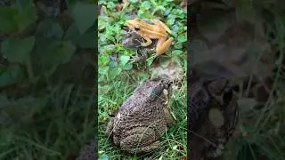 Смешная ловля жабы и золотой лягушки. Весело \ Трогательный розыгрыш из комедии #короткометражные...
