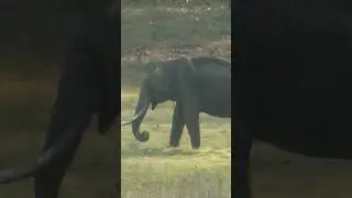 #elephant, #nagerholewildlife, #wildlifesafari, #kabini, #wildlife, #wildlifephotography